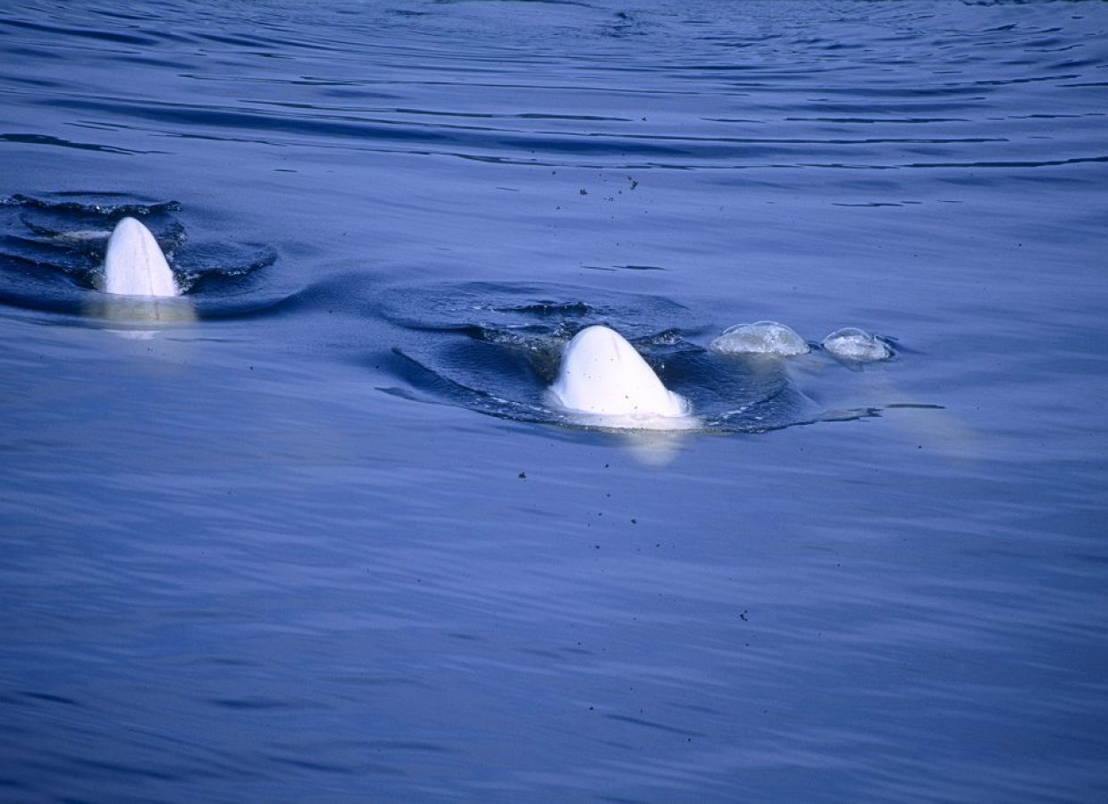 beluga canada