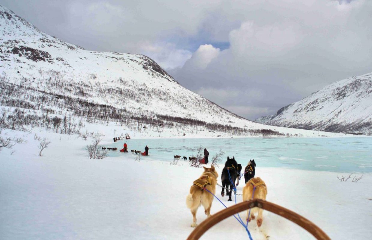 chiens de traineau norvege